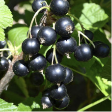 Ribes Nigrum Black Bells - Crna ribizla Black Bells