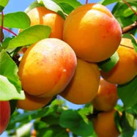 Kajsija Cegledi gigant Kajsija Cegledi gigant