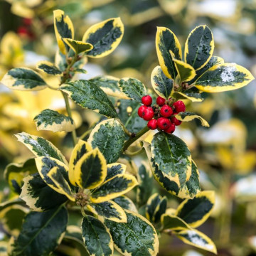 Ilex altacerensis Golden Ring - Božikovina šarenolisna Golden Ring
