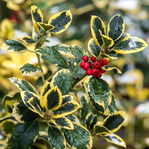 Ilex altacerensis Golden Ring - Božikovina šarenolisna Golden Ring