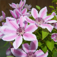 Clematis Nelly Moser - Klematis Nelly Moser