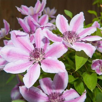 Clematis Nelly Moser - Klematis Nelly Moser Clematis Nelly Moser - Klematis Nelly Moser