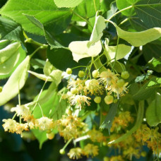 Tilia Tomentosa - Srebrna lipa
