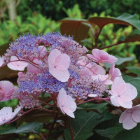 Hydrangea aspera Hot Chocolate - Čipkasta hortenzija Hot Chocolate