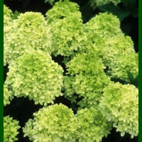 Hydrangea paniculata Mojito - Drvenasta hortenzia Mojito