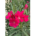 Nerium oleander - Oleander