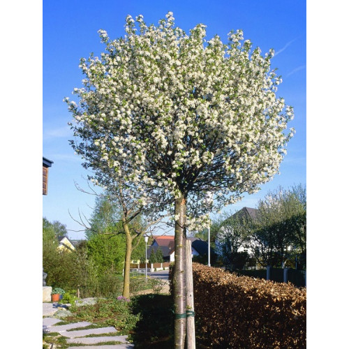 Prunus fruticosa Globosa  - Kalemljena višnja kuglaste krošnje