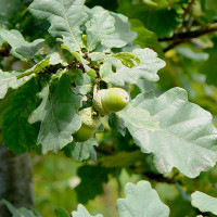 Quercus robur - Hrast lužnjak