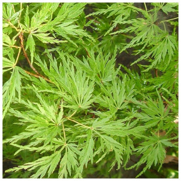 Acer palmatum Seiryu - Japanski javor Seiryu