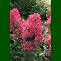Hydrangea paniculata Magical Flame - Hortenzija Magical Flame