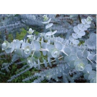 Eucalyptus pulverulenta Baby Blue - Eukaliptus Baby  Blue