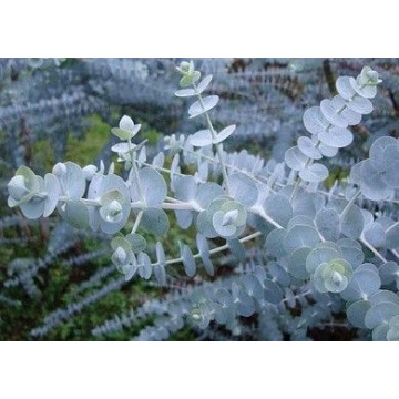 Eucalyptus pulverulenta Baby Blue - Eukaliptus Baby  Blue