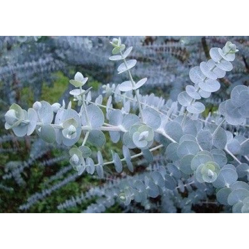 Eucalyptus pulverulenta Baby Blue - Eukaliptus Baby  Blue