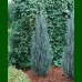 Juniperus scopulorum Blue Arow - Stubasta kleka Blue Arow