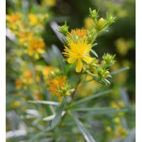 Hypericum densiflorum Buttercup - Kantarion Buttercup