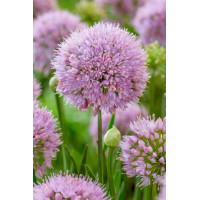 Allium In Orbit - Ukrasni luk In Orbit
