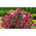Hydrangea paniculata Wims Red - Drvenasta hortenzija Wims Red