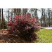 Loropetalum ch. Daybreaks Flame - Loropetalum Daybreaks Flame