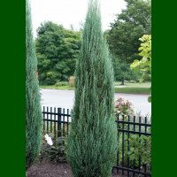 Juniperus scopulorum Blue Arow - Stubasta kleka Blue Arow
