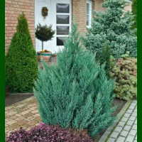 Juniperus chinensis Stricta - Kupasta kleka Stricta