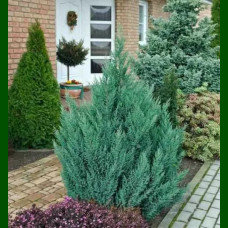 Juniperus chinensis Stricta - Kupasta kleka Stricta