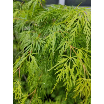 Acer palmatum Emerald Lace - Japanski javor Emerald Lace