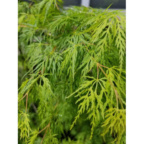 Acer palmatum Emerald Lace - Japanski javor Emerald Lace