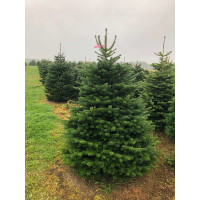 Abies nordmanniana - Kavkaska jela