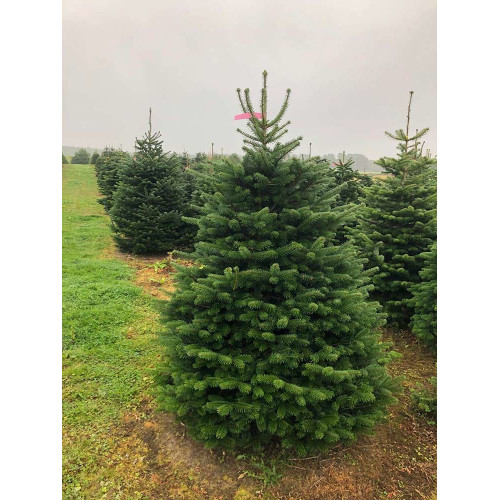 Abies nordmanniana - Kavkaska jela