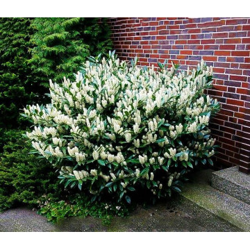 Prunus laurocerasus Otto Lyken - Lovor višnja Otto Lyken