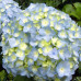 Hydrangea macrophylla Nikko Blue - Hortenzija Nikko Blue