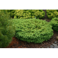 Picea abies Nidiformis - Patuljasta smrča Nidiformis