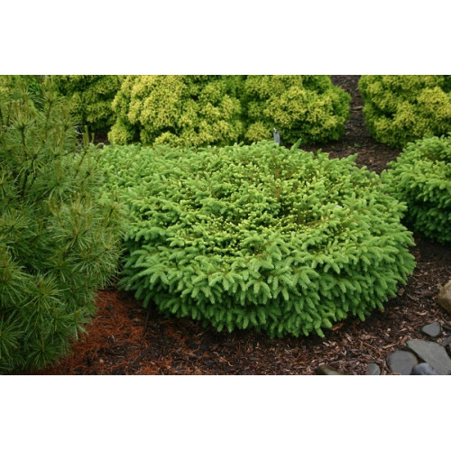 Picea abies Nidiformis - Patuljasta smrča Nidiformis Picea abies Nidiformis - Patuljasta smrča Nidiformis