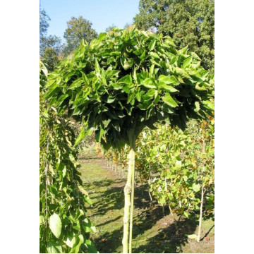 Morus alba Globosa - Kuglasti dud