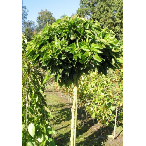 Morus alba Globosa - Kuglasti dud
