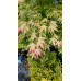 Acer palmatum Katsura - Japanski javor Katsura