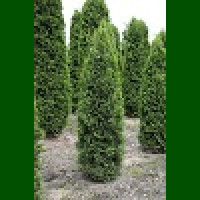 Thzja occidentalis Columna - Stubasta tuja Columna