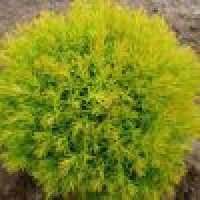 Thuja occidentalis Teddy Gold - Zlatna patuljasta tuja Teddy