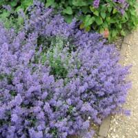 Nepeta racemosa Kit Cat - Nepeta Kit Cat