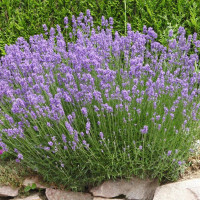 Lavandula angustifolia Munstead - Lavanda Munstead