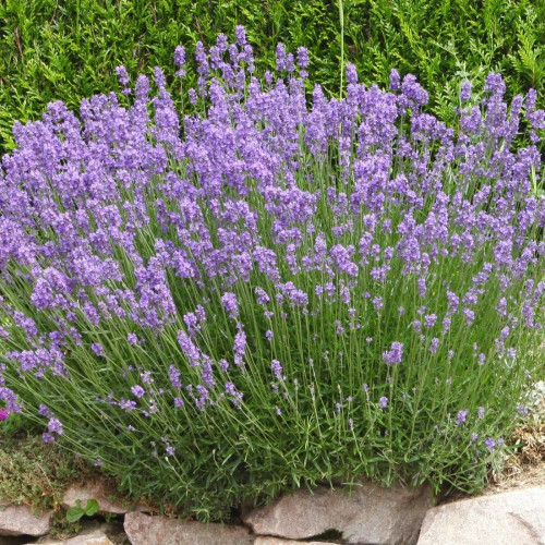 Lavandula angustifolia Munstead - Lavanda Munstead