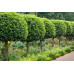 Prunus lusitanica - Portugalska lovor višnja