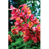 Aesculus carnea Briotii - Divlji kesten Briotii