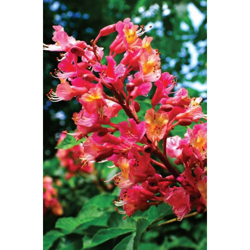 Aesculus carnea Briotii - Divlji kesten Briotii