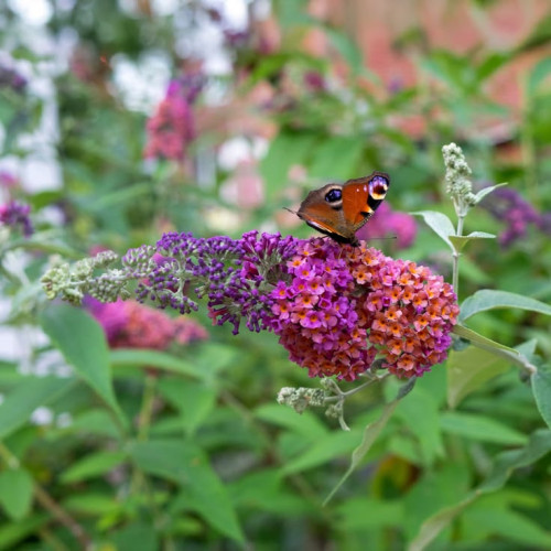 Buddleja davidii Flower Power - Letnji jorgovan Flower Power