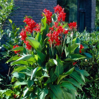Canna Brilliant - Kana Brilliant Canna Brilliant - Kana Brilliant