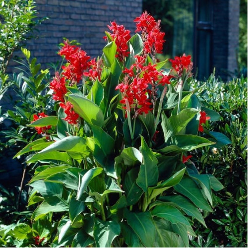 Canna Brilliant - Kana Brilliant