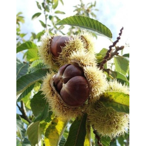 Castanea sativa - Pitomi kesten