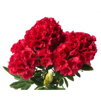 Rhododendron Red Jack - Rododendron Red Jack