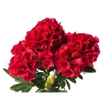Rhododendron Red Jack - Rododendron Red Jack